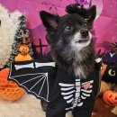 맑은오늘 애견유치원&호텔 이미지