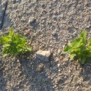 로타리슈퍼 이미지