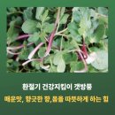 약초활용 생활건강법 | 환절기 건강지킴이 갯방풍, 약초 효능·효과, 활용법