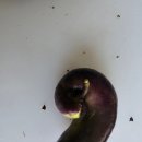 가평흑염소농장 이미지