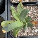 핑크 체리 이미지