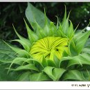 해바라기 하나 이미지