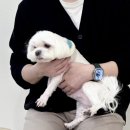 뽑기방 버들강아지 | 서울 강아지사진관 <3355 스튜디오> 대만족 후기 #셀프스튜디오