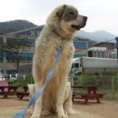 땡자애견 이미지