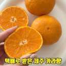 지인농장2 | 제주 카라향 택배 후기 향부터 다른 제주도 과일 임가네 귤농장