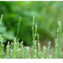 솔잎이슬 이미지