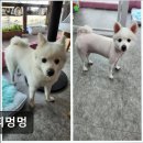 멍멍아 또 와 | {부천, 강아지, 고양이, 애견미용, 추천!) 쁘띠멍멍 부천 쁘띠멍멍, 친절한 미용으로 추천