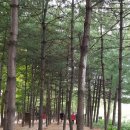 경춘선솔밭길 이미지