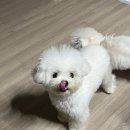 최강슈앤 이미지