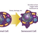 영양초 메트포르민(Metformin)과 세포 노화(cellular senescence) 이미지