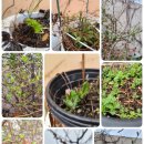 살구꽃가든 이미지