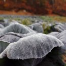 서리축산 이미지