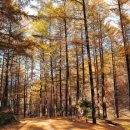 청옥산휴양림 | 국립 청옥산 자연휴양림 (경상북도)