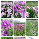 창포농장 이미지