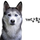 DOG.(독점) 이미지