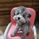 이솝동물병원 이미지