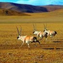 중원-100 이미지