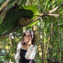 반딧불마트 | 보홀 육상투어 코스 마지막날 로복강 안경원숭이 초콜릿힐 반딧불투어까지