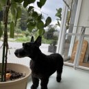 몽글댕글 이미지