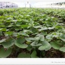 시항골농장 이미지