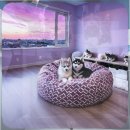 제주코기네 | 제주시에서 웰시코기 분양을 결정하기까지 고려했던 모든 것