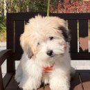 스니프 아틀라스 이미지