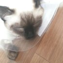 강아지와고양이나라 동물병원 이미지