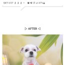 부산애견호텔 24시 강아지유치원 미용 도그드림 서면점 네이버블로그
