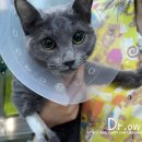 군포굿닥터동물병원 이미지