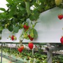 율면농장 이미지