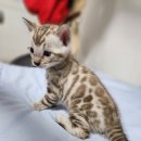 MJ캐터리 이미지