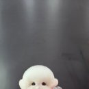 시루 반려견 미용 네이버블로그