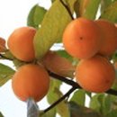 고산농장 1 이미지