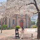 조원동 주교좌성당 앞 | 대구 벚꽃 명소 계산성당 실시간 만개 개화 상황 주차