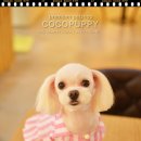 백설 애견샵 이미지