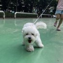 러비퍼피 이미지