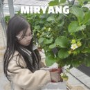 정산농장 | 밀양 아이랑 가볼만한곳 딸기체험 위양지 근처 농장