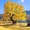 “천 년 동안 이 자리를 지켰다” 신라시대부터 살아 있는 ‘천년 은행나무’ 이미지