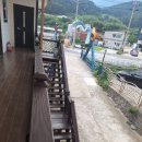 푸조와곰솔 이미지