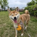 돌봐줄개 이미지