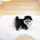 야옹아 멍멍해봐 강아지고양이 평택점 이미지