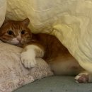 냠냠쩝쩝 이미지