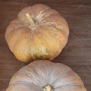 동읍1000 이미지