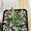 에보니 Daum카페