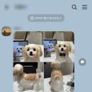 바오공방 | [리뷰] 무지개다리 건넌 강아지 기억하기, 미야오앤바오 아트돌 솔직후기
