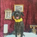 그루댕댕 이미지