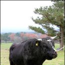 제주 흑우 이미지