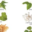 산약초 샤브엔 51가지 나물·나무·버섯 이미지