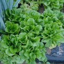 심지농장 이미지