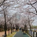 오송 호수공원 화장실 1 | 청주 벚꽃 명소 피크닉하기 좋은, 오송호수공원(4/1 개화 주차장 화장실 정보)